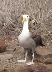 image of albatross
