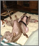 image of weimaraner
