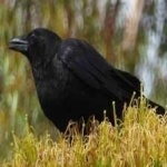 image of bird
