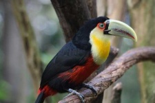 image of toucan