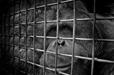 image of orangutan