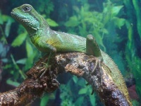 image of agama
