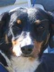 image of entlebucher