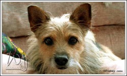 image of australian_terrier