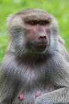 image of monkey #4