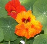 image of flower