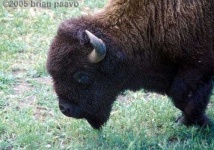 image of bison