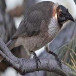 image of bird