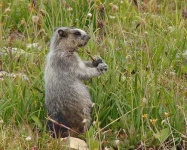 image of marmot
