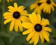 image of flower