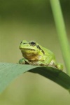 image of tree_frog #23