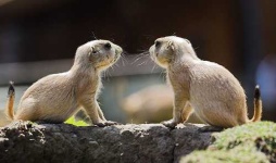 image of marmot