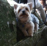 image of yorkshire_terrier