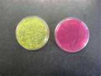 image of petri_dish