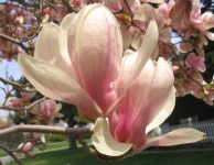 image of flower
