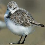 image of bird