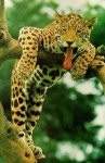 image of jaguar_car