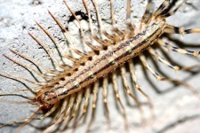 image of centipede