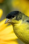 image of goldfinch