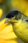 image of goldfinch #9