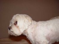 image of maltese_dog