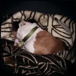 image of boxer