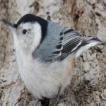 image of bird