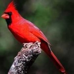 image of bird