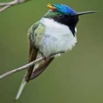 image of bird