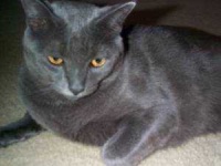 image of animal
