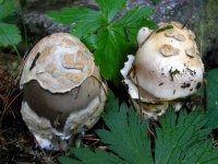 image of mushrooms