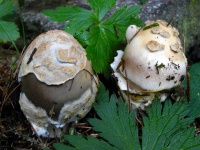 image of amanita #9