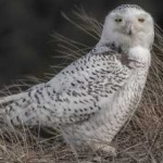 image of bird