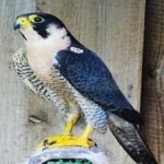 image of bird