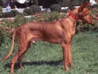 image of ibizan_hound
