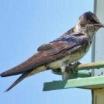 image of bird