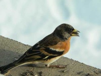 image of brambling