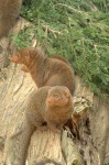 image of mongoose
