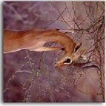 image of gerenuk