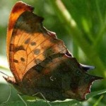 image of animal