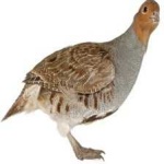 image of bird