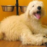 image of animal
