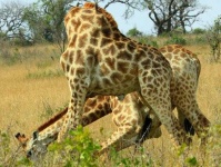 image of animal