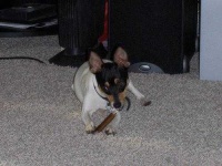 image of toy_terrier