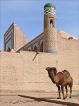 image of camel