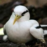 image of bird