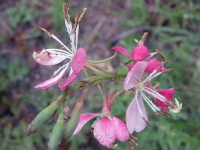 image of flower