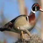 image of wood_duck #27