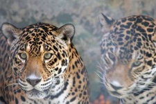 image of jaguar_car