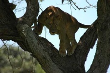 image of lion
